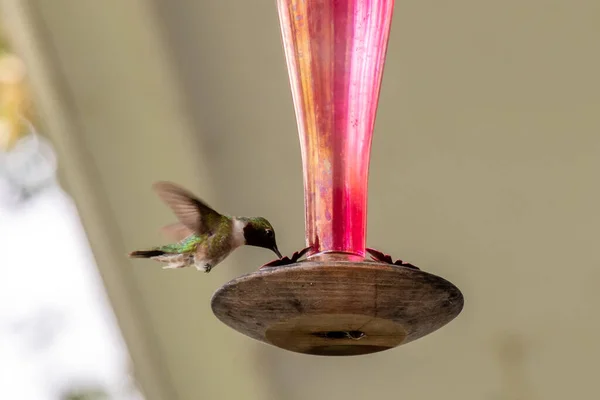 A cute Hummingbird enjoying sugar water from a red bird feeder in rural Minnesota, USA.