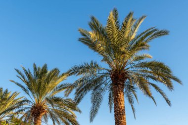 İsrail 'de Ölü Deniz kıyısında mavi gökyüzüne karşı palmiye ağacı.