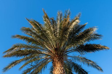 İsrail 'de Ölü Deniz kıyısında mavi gökyüzüne karşı palmiye ağacı.