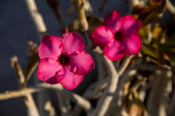 Adenium Obesum 砂漠のバラはイスラエルの観賞植物として使用される美しいピンクの花を持っています — ストック写真