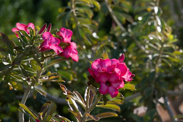 Adenium Obesum Desert Rose Tem Belas Flores Rosa Usadas Como — Fotografia de Stock