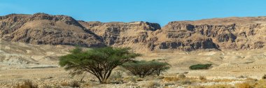 İsrail 'in güneyindeki güzel Judean Çölü' nde Acacia Tortilis 'in Panoraması 
