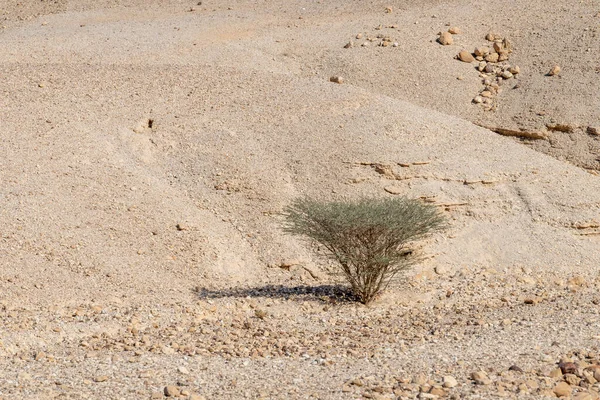 Acacia Tortilis Strom Krásné Judejské Poušti Jižním Izraeli — Stock fotografie