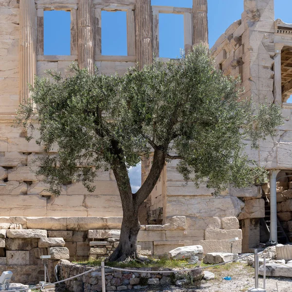 Erechtheion Oder Tempel Der Athena Polias Auf Dem Akropolis Hügel — Stockfoto
