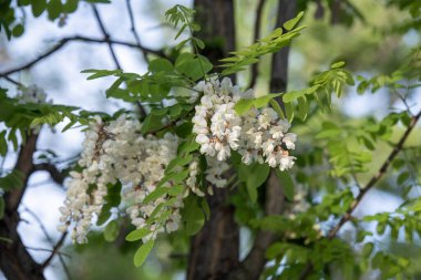 Robinia 'nın beyaz çiçekleri sahte çekirge ya da Yunanistan' ın başkenti Atina 'daki bir parktaki Siyah Çekirge Sahte Akasya.