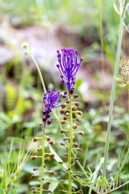 Yunanistan 'daki Delphi harabeleri arasında, Muscari komosum adı Tassel Hyacynth' in parlak mavi ve mor çiçekleri de yer alıyor.