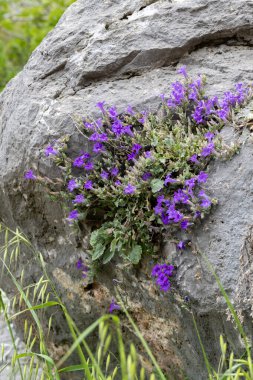 Campanula topaliana Beauverd Yunanistan 'da bir kayanın üzerinde büyüyen mor bir çan çiçeği.