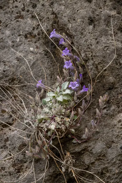 Campanula Topaliana Beauverd Una Campanula Viola Che Cresce Una Roccia — Foto Stock