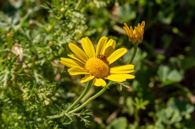Kırmızı uğur böceği, parlak sarı bir papatyada uğur böceği İsrail 'in doğal bulanık arka planında