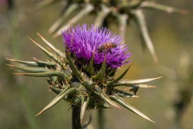 Kuzey İsrail 'de mor devedikeni çiçeği üzerinde bal arısı