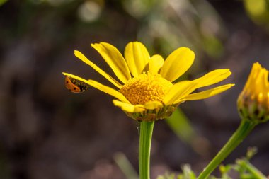 Kırmızı uğur böceği, uğur böceği, İsrail 'in doğal bulanık arka planında parlak sarı bir papatyanın altında sürünüyor.
