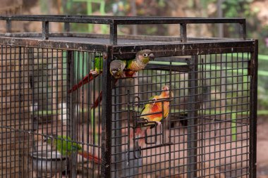 Yeşil yanaklı Conures kafeslerinden çıkmaya çalışıyor..