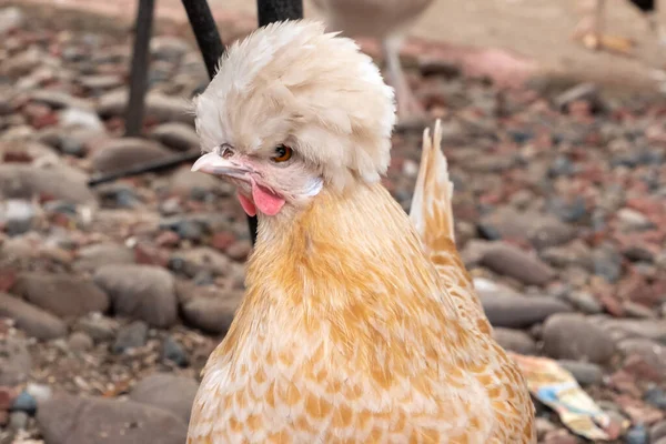 Vit Och Orange Fjädrad Polsk Kyckling Med Ett Stort Krön — Stockfoto
