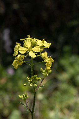 Wild mustard, Brassica growing in a nature reserve in northern Israel