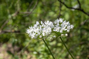 Beyaz kır çiçeği Allium neapolitanum, Napoli sarımsağı, Napoli sarımsağı, odun sarımsağı İsrail 'in ağaçlık bir bölgesinde yetişiyor..