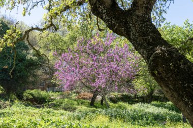 Kızıl Bud ya da Judas Ağacı iyonu olarak da bilinen Cercis silikastrum ağacı İsrail 'in kuzeyindeki bir ormanlık alanda güneşli bir gün.