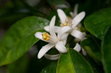 Yeşil zemin üzerindeki yağmurdan sonra yağmur damlalarıyla limon çiçeklerini kapat.