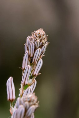 İsrail 'in kuzeyindeki kırsal kesimde vahşi beyaz Asphodel' e yakın.