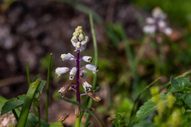 Small white wildflower Roman Squill, Bellevalia flexuosa, Asparagaceae, growing in Israel