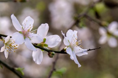 Güzel, narin, beyaz ve pembe Kuzey İsrail 'de Badem çiçekleri