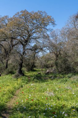 Cow path leading into a wooded area in rural Israel near Kiryat Tivon.