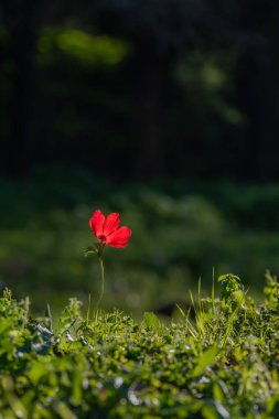 Ormanlık alanlarda ve İsrail 'de açık çayırlarda yetişen güzel kırmızı amoniler.
