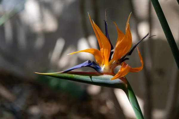 Krásná Oranžová Fialová Tropická Květina Bird Paradise Izolovaná Zblízka — Stock fotografie
