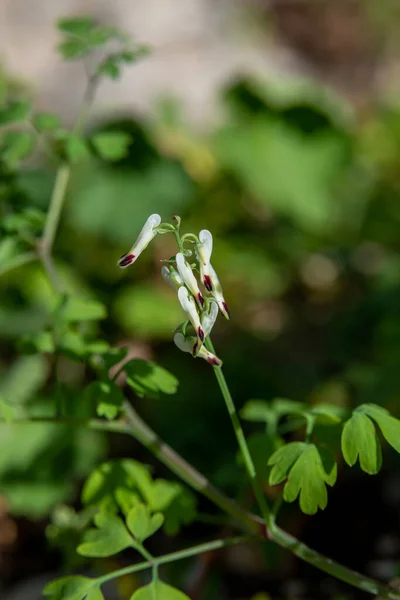 Close Fumaria Capreolata White Ramping Fumitory Flower Blurred Background Wildflower — Stock Photo, Image