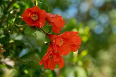 Kuzey İsrail 'deki parlak bahar güneşinde parlak turuncu nar çiçeklerini kapat.