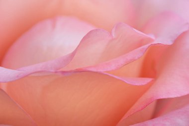 Güzel, pembe bir gül gibi yakın, narin taç yapraklarını gösteriyor..