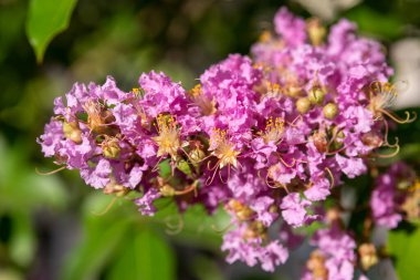Lagerstroemia indica 'nın pembe çiçekleri, bahçemde yetişen Crepe Myrtle ağacı.