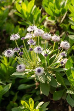 Globularia sarcophylla 'nın narin çiçekleri. Namı diğer Globe papatyası ve Mavi Gözler..