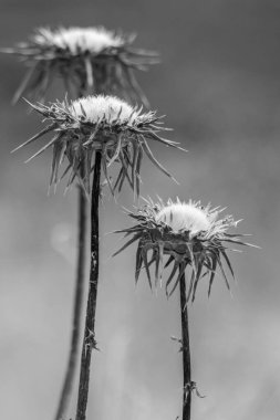 Gökyüzüne karşı kurumuş devedikengilerin siyah beyaz fotoğrafı..