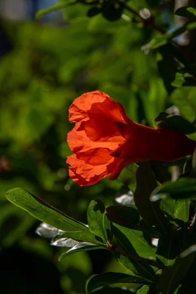 Close up of bright orange pomegranate blossom in the bright Spring sunshine in northern Israel