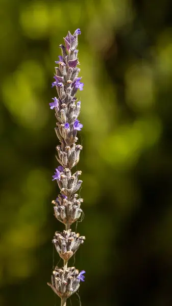 Vacker Aromatisk Lavendel Blom Med Suddig Bakgrund Israel — Stockfoto