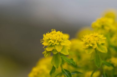 Euphorbia polikrom genel adı olan Yastık Temizleme 'yi kapat 