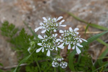 Anthriscus lamprocarpus 'un küçük çiçekleri aynı zamanda Cow Maysley, Wild Chervil, Queen Anne' s Lace olarak da bilinir.