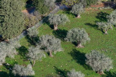 Kuzey İsrail 'de yukarıdan görünen bir zeytin ağacı bahçesi.