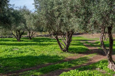 Capernaum Ulusal Parkı, Celile Denizi kıyısında..