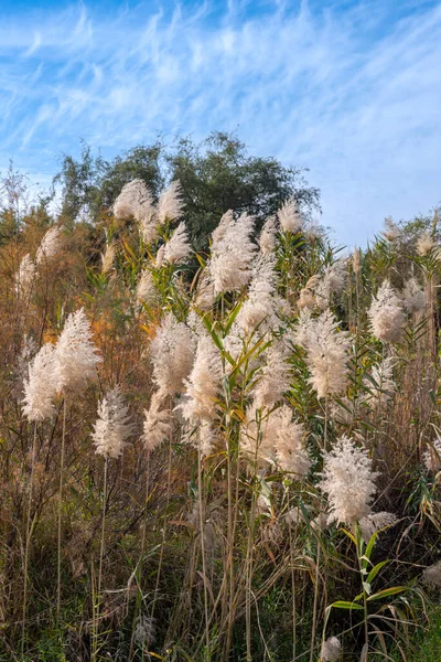 Pampas grass plume near the Sea of Galilee on a sunny Winter day.