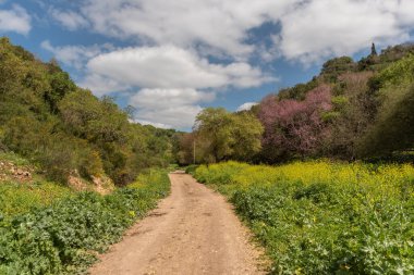 Kiryat Tivon, İsrail 'in kıyısındaki iki tepenin arasından geçen bir vadideki toprak yol..