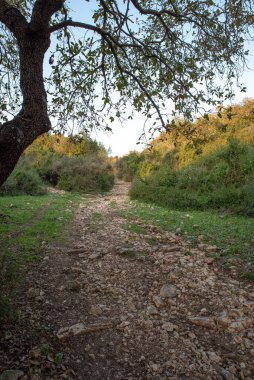 İsrail 'in kuzey İsrail' deki Zubeidat ve Kfar Hasidim arasındaki ulusal patikasının bir parçası.. 