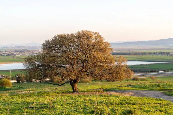 Widok Jedno Drzewo Dolinę Jezreel Wzgórza Bet Shearim Kiryat Tivon — Zdjęcie stockowe