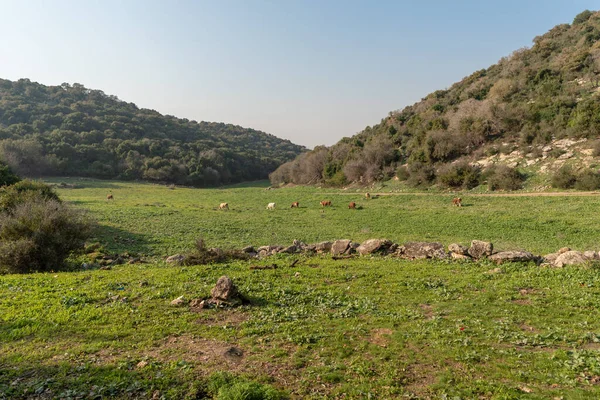 İnekler İsrail 'in kuzeyindeki Zubidat ve Kfar Hasidim arasındaki ulusal patikada otluyor..