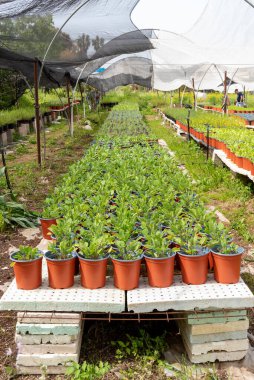 Kerem Maharal, İsrail 5 Nisan 2022 Uzun masalarda saksı bitkileri olan yeşil bir evde yaşayan insanlar.