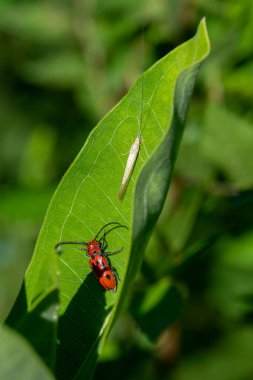 Kırsal Minnesota, ABD 'de yeşil bir geçmişi olan bir süt yosunu yaprağının üzerindeki kırmızı süt böceğini kapatın.
