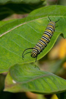 ABD 'nin Minnesota şehrinde bir yaz günü yosun bitkisindeki kral kelebeği tırtılı.