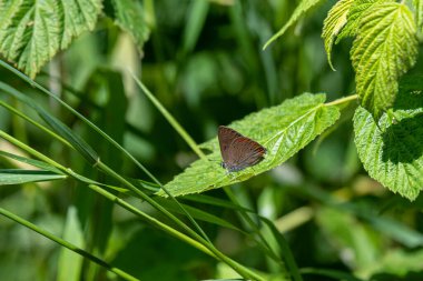 Minnesota, ABD 'de yeşil arka planı olan yeşil bir yaprak üzerinde Mercan Saçlı Kelebek (Satyrium titus). 
