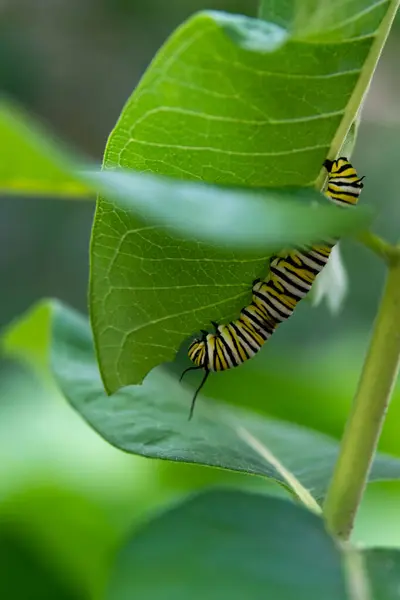 ABD 'nin Minnesota şehrinde bir yaz günü yosun bitkisindeki kral kelebeği tırtılı.