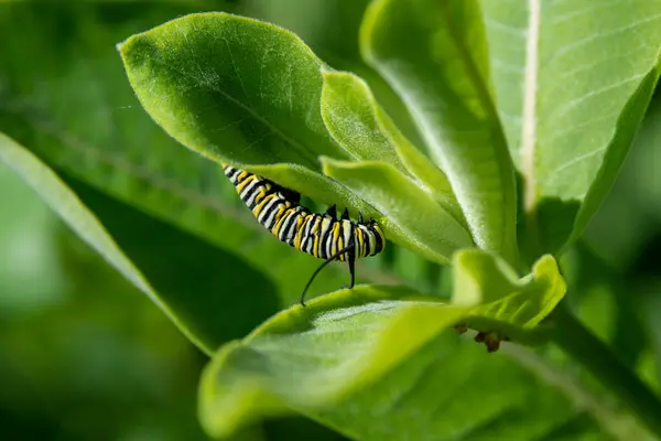 ABD 'nin Minnesota şehrinde bir yaz günü yosun bitkisindeki kral kelebeği tırtılı.